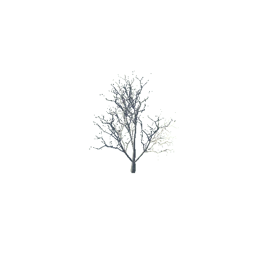 winter tree4